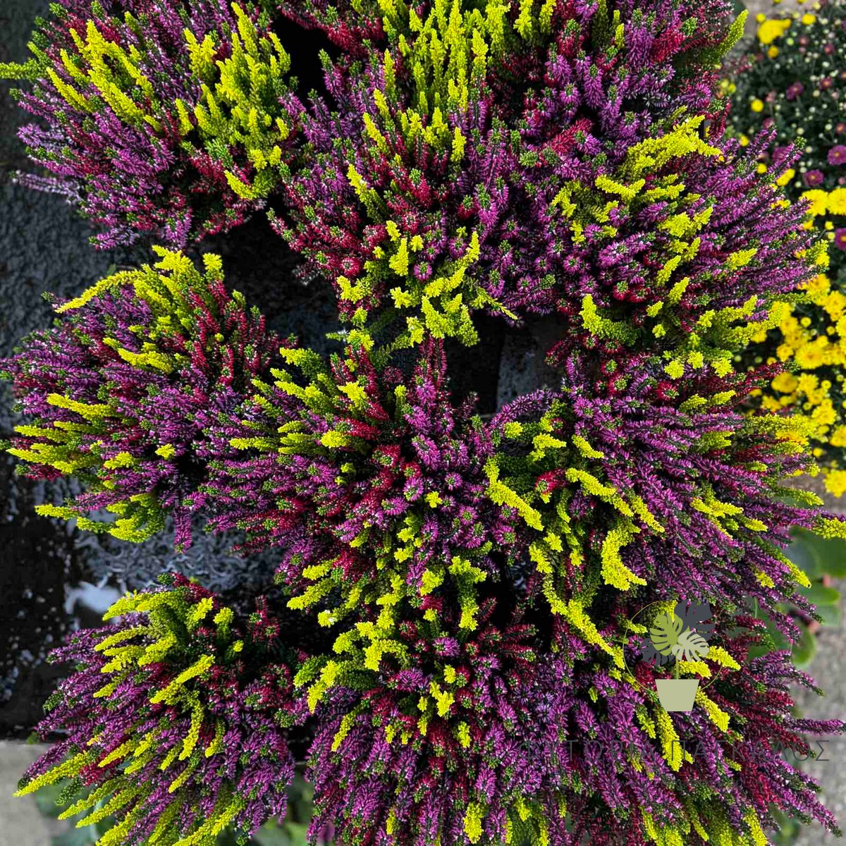 Ρείκι (Calluna vulgaris) | Αειθαλής Ανθοφόρος Θάμνος για Γλάστρες & Κήπο - 1